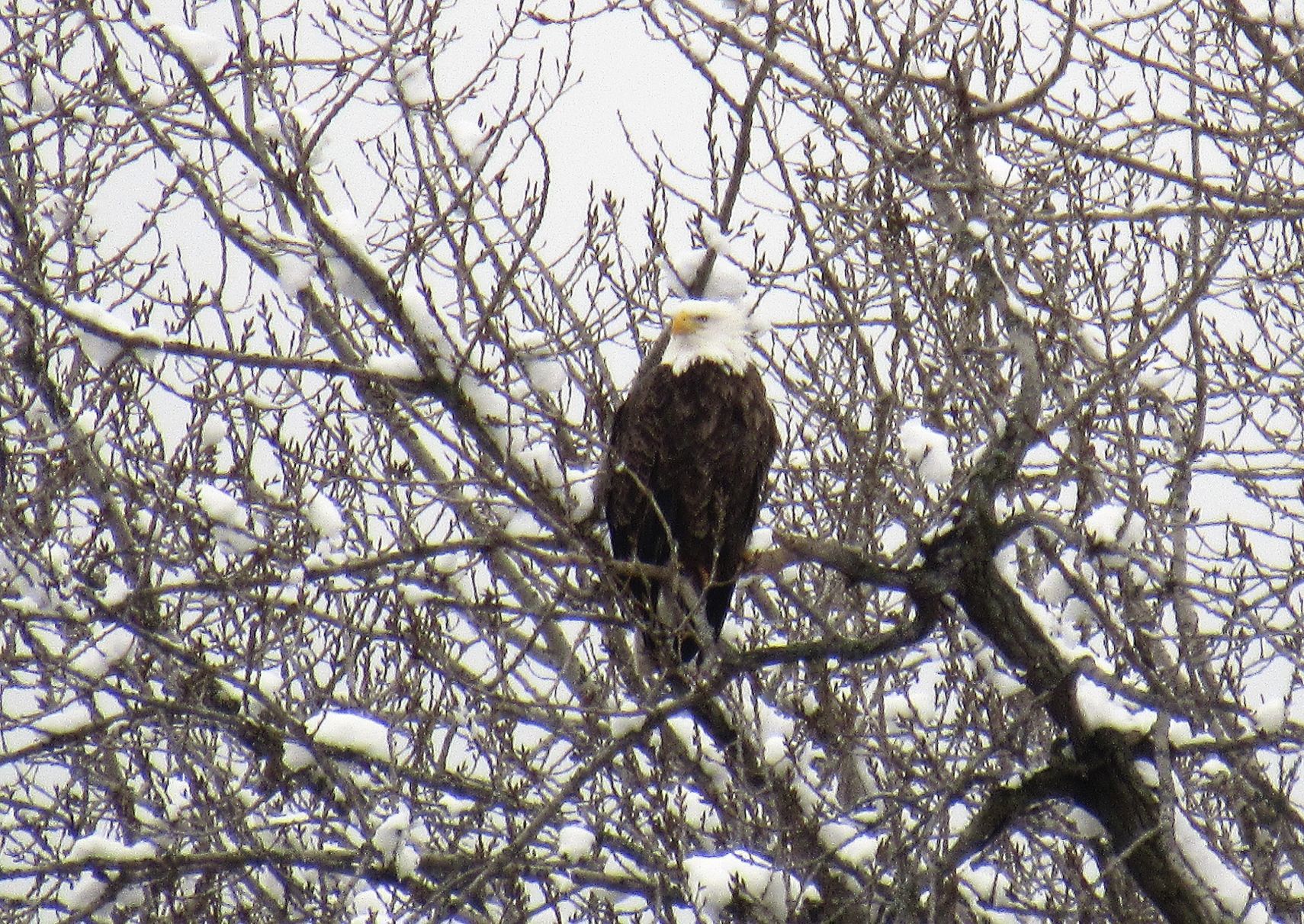 011220-blm-loc-2eagles